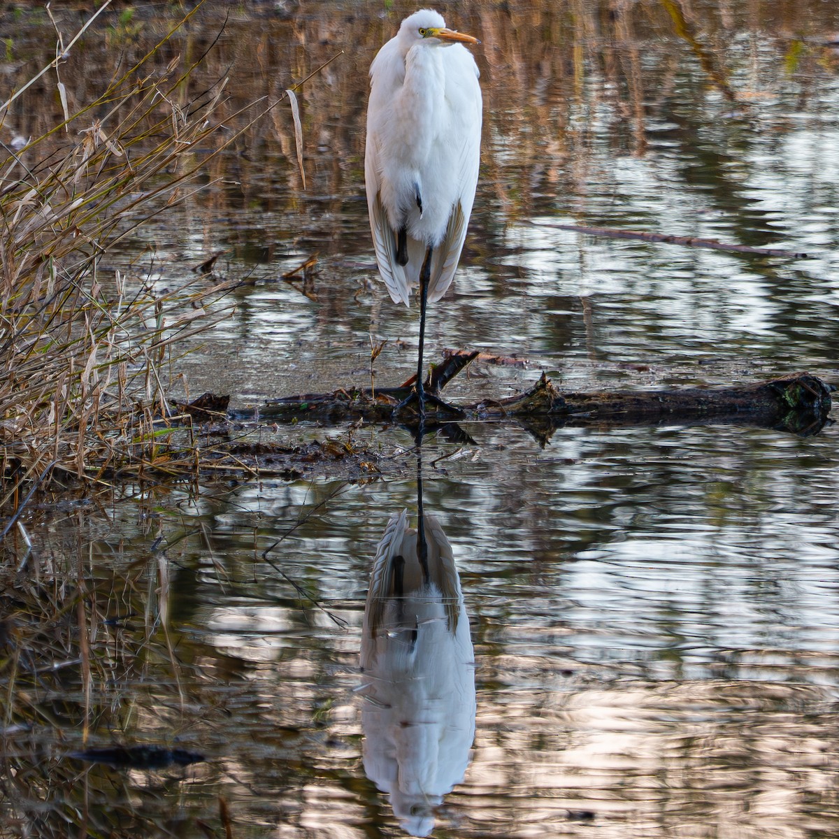 Great Egret - ML646479236