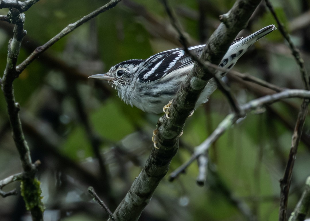 Paruline noir et blanc - ML646479240