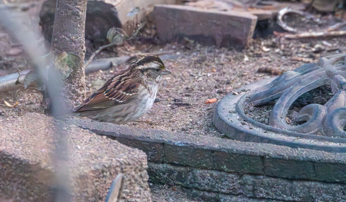 White-throated Sparrow - ML646479243