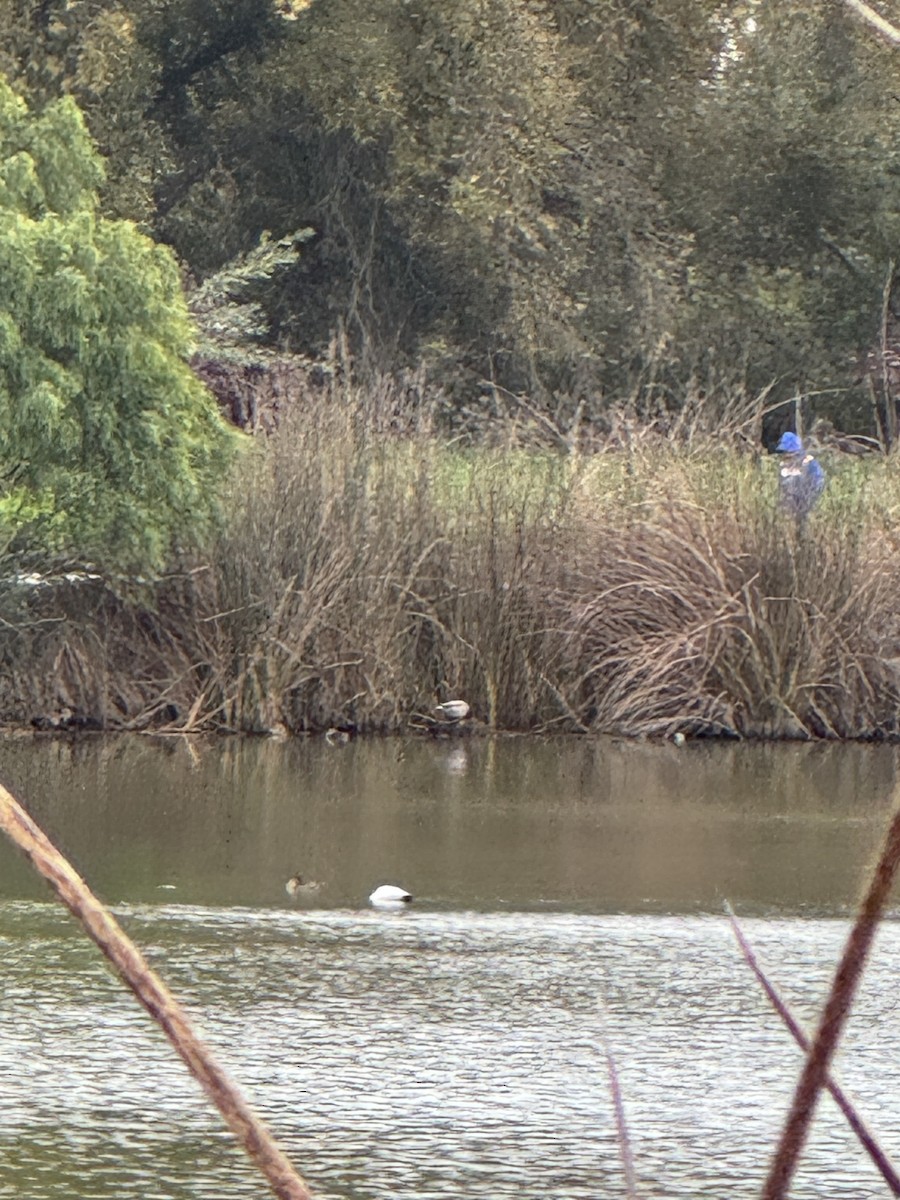 Canvasback - ML646479249