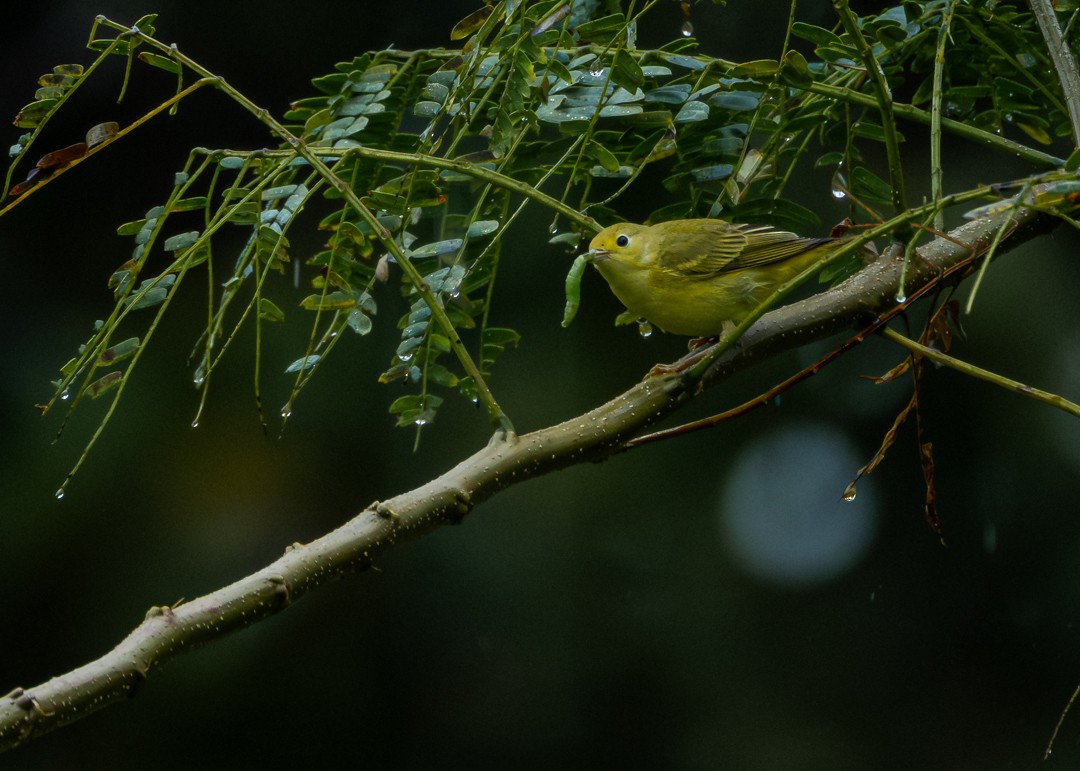 Northern Yellow Warbler - ML646479250