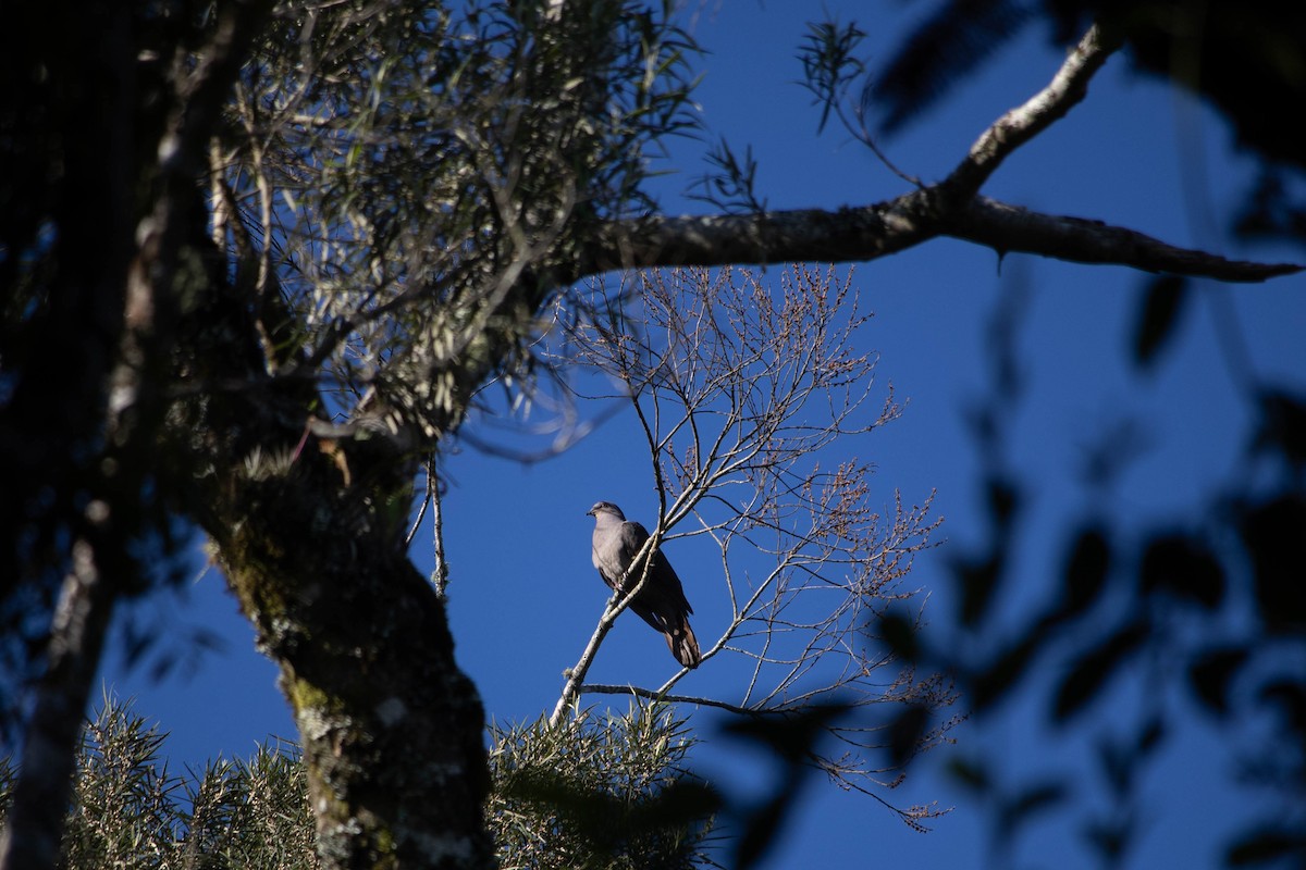 Plumbeous Pigeon - ML646479251