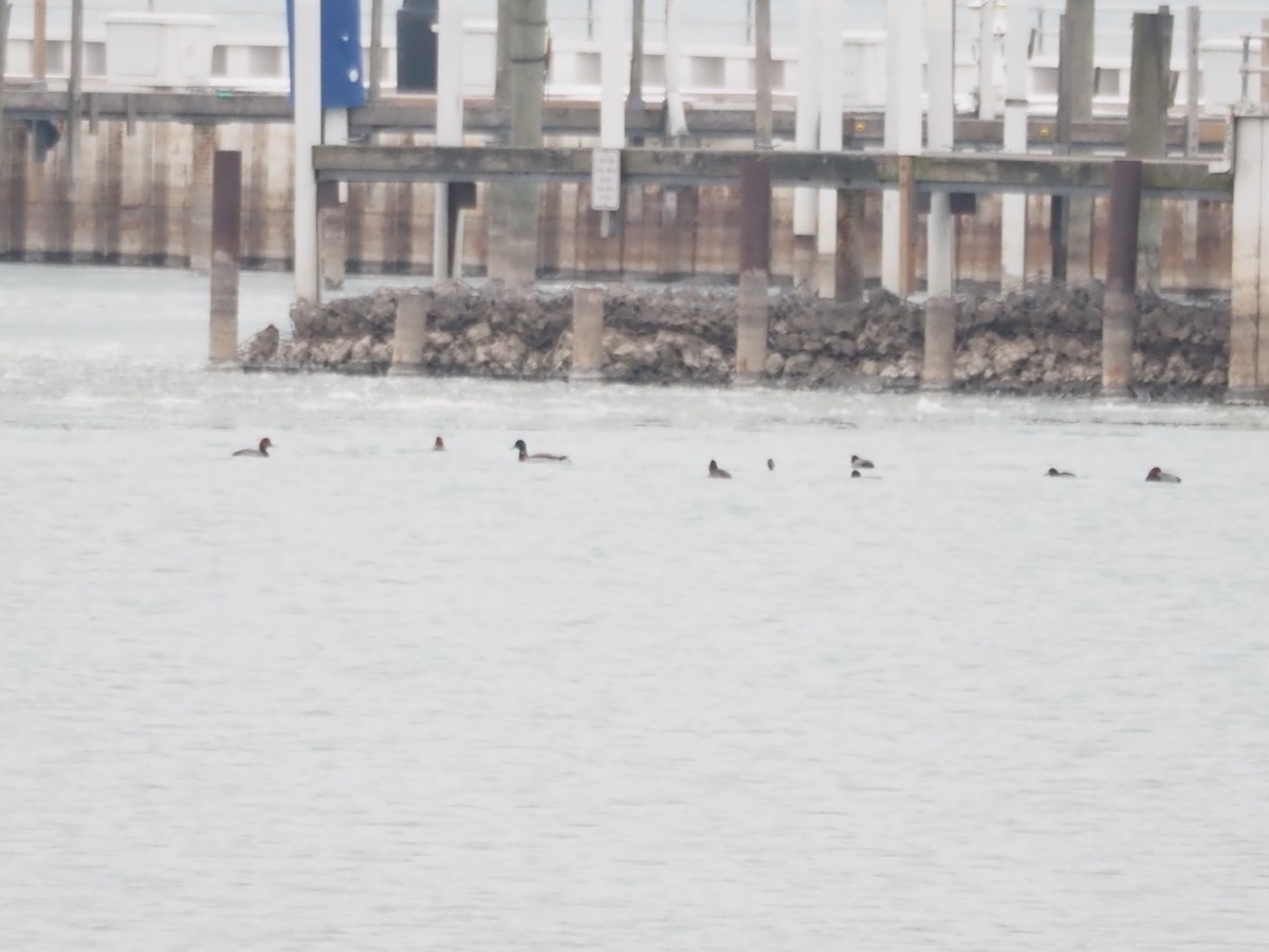 kachna divoká - ML646479266