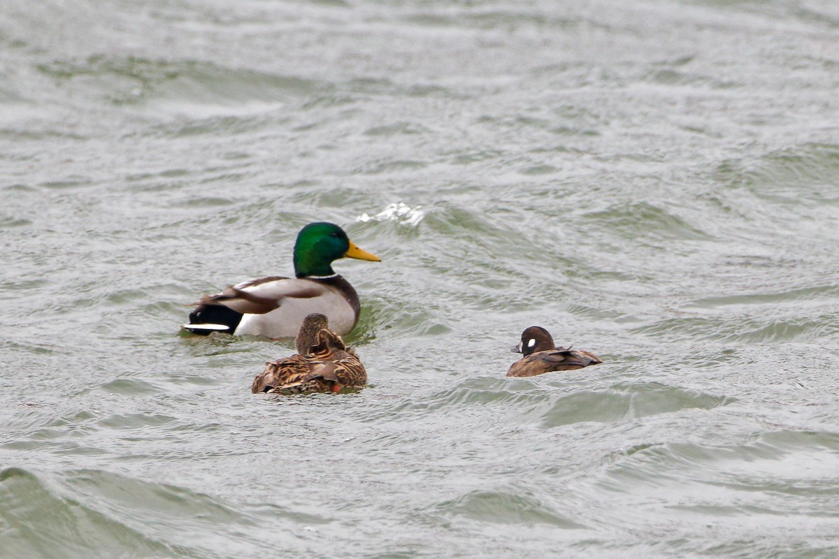 Mallard - ML646479268