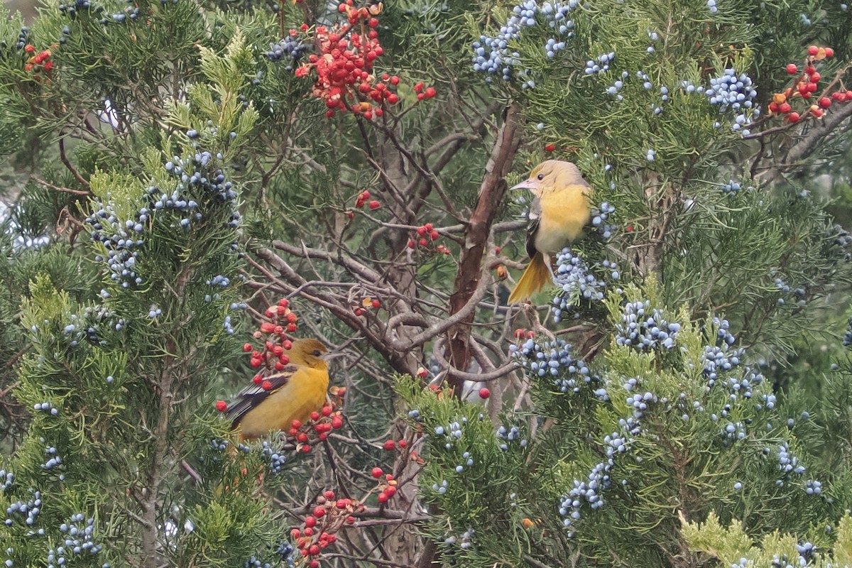 פזאי צפוני - ML646479270