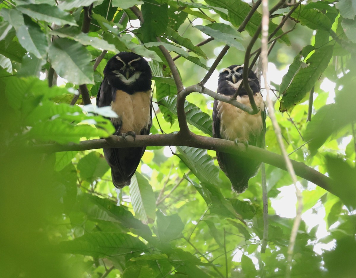 Spectacled Owl - ML646479271