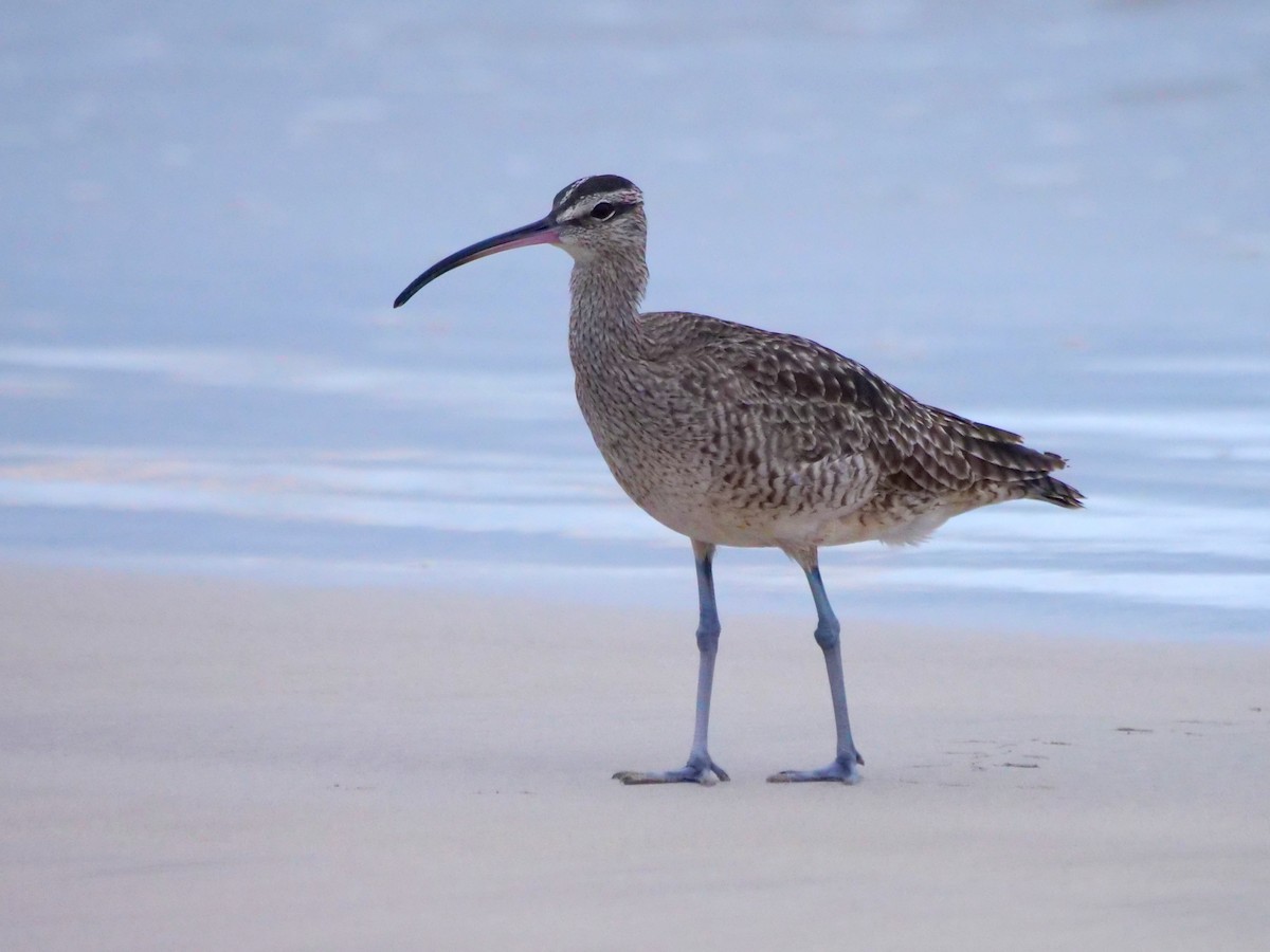 koliha hudsonská - ML646479274