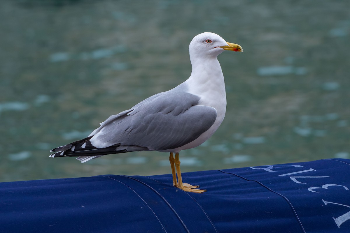 racek středomořský - ML646479275