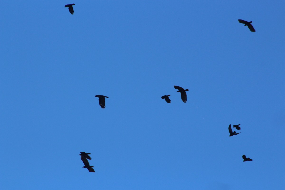 vrána americká - ML646479279