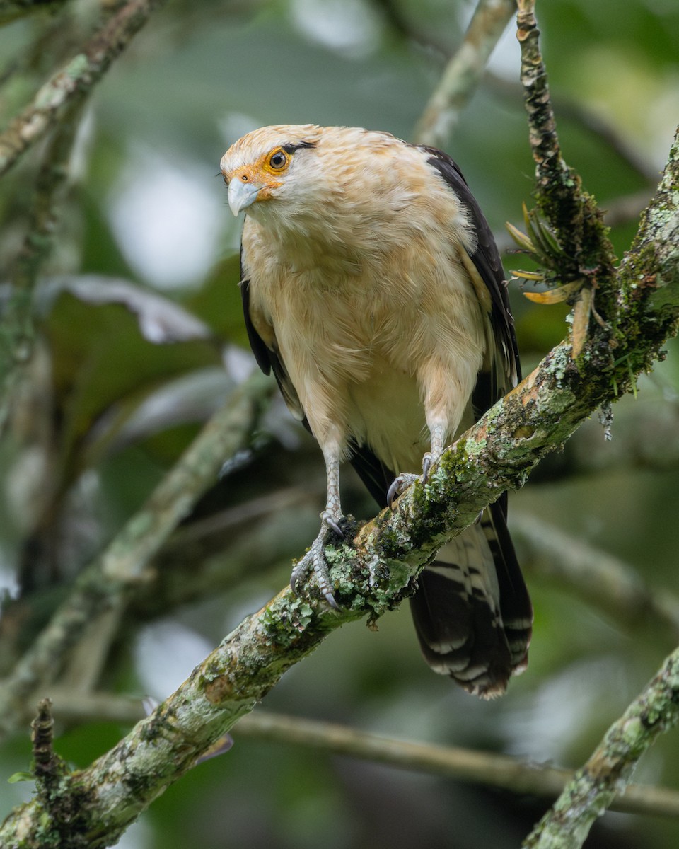 Caracara à tête jaune - ML646479280