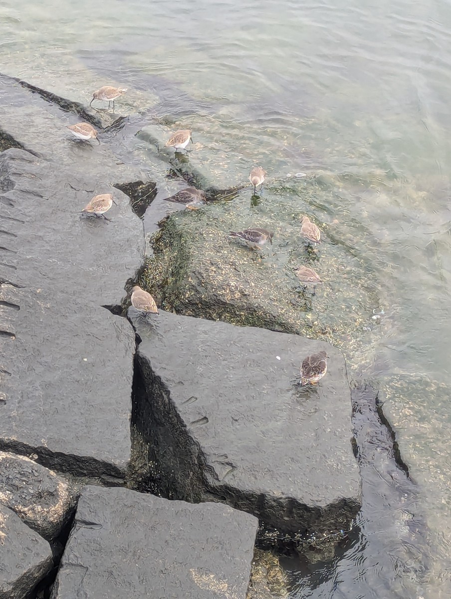 Dunlin - ML646479285