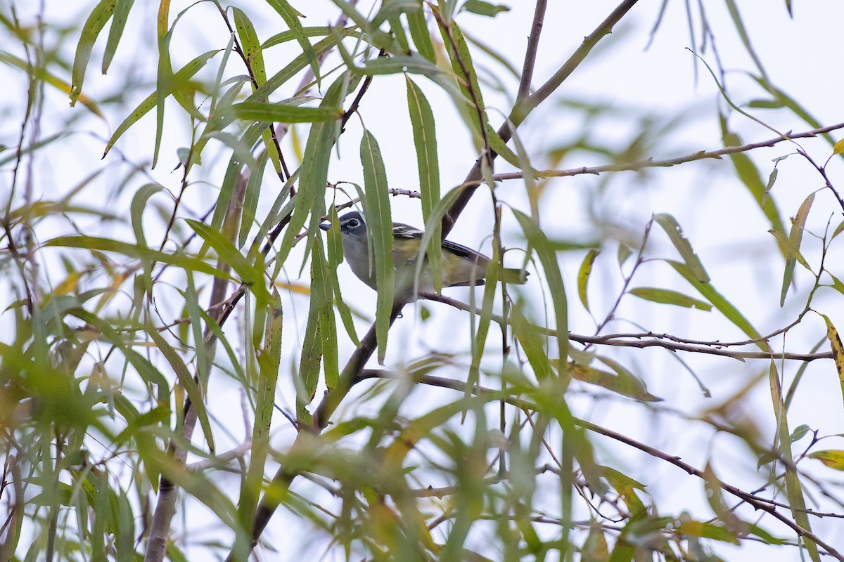 フタスジモズモドキ - ML646479286