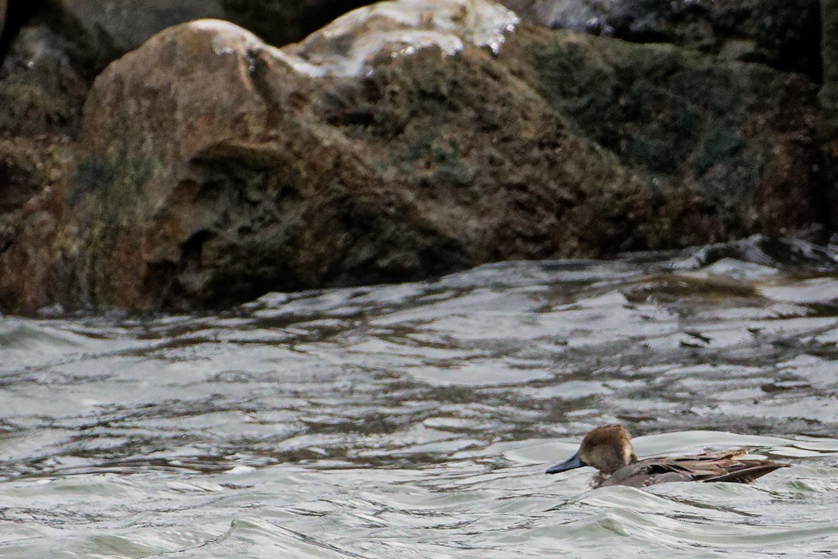 Northern Pintail - ML646479288