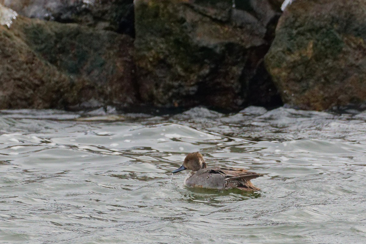 Northern Pintail - ML646479289