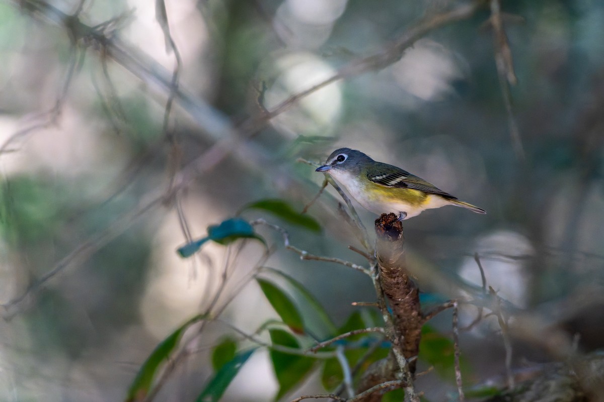 フタスジモズモドキ - ML646479299