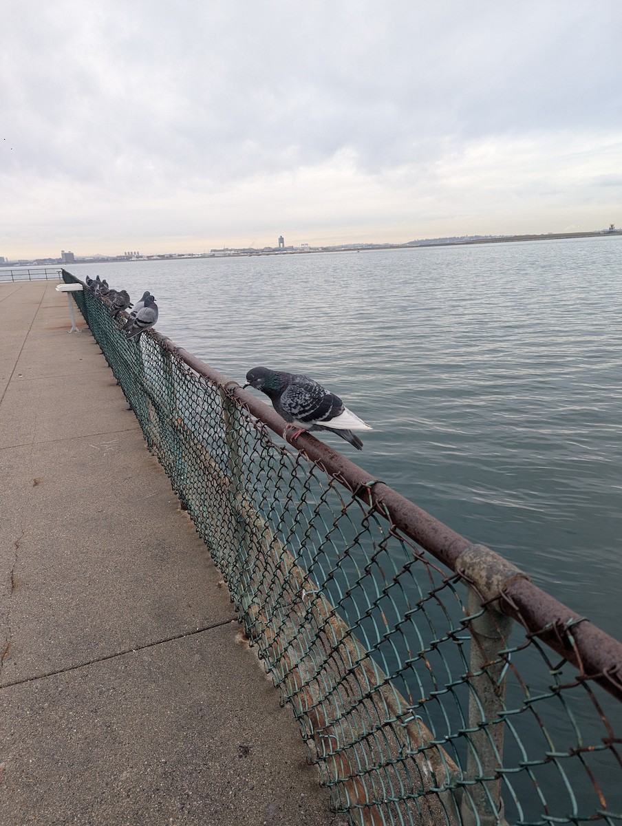 Rock Pigeon (Feral Pigeon) - ML646479302