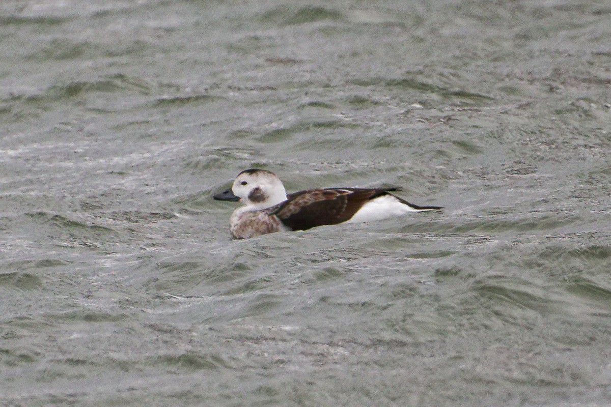 Long-tailed Duck - ML646479304