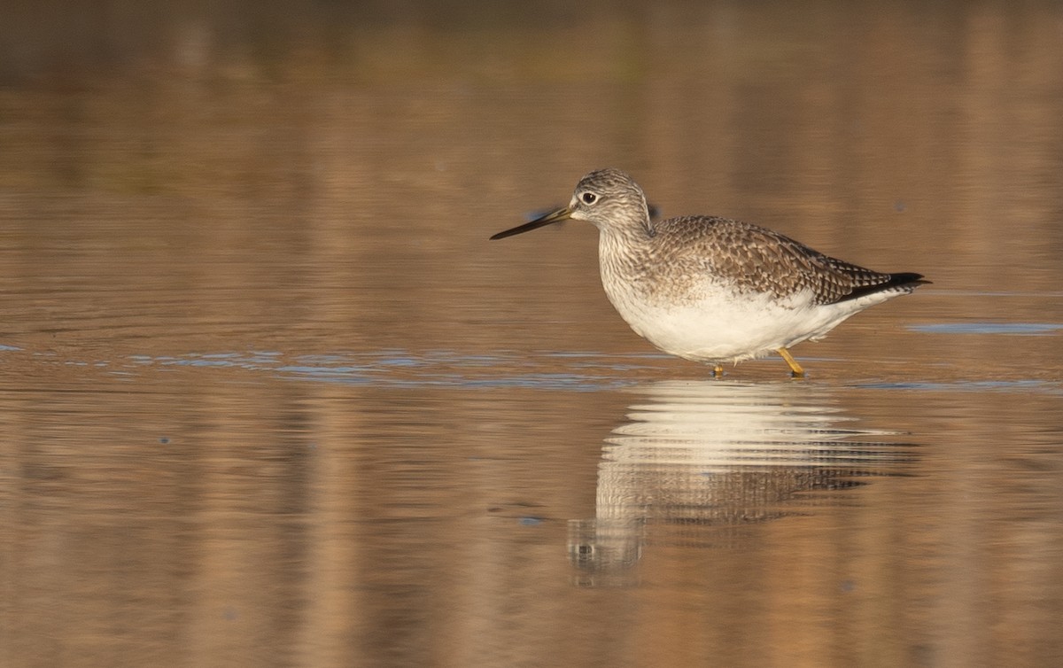 Kuliska hankahori handia - ML646479305