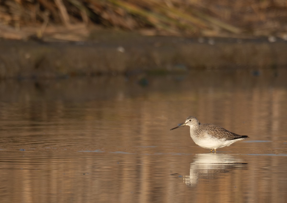 Kuliska hankahori handia - ML646479306