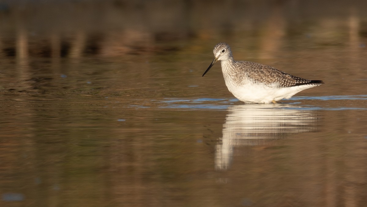 Kuliska hankahori handia - ML646479307