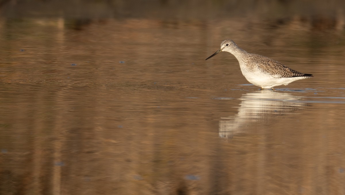 Kuliska hankahori handia - ML646479308