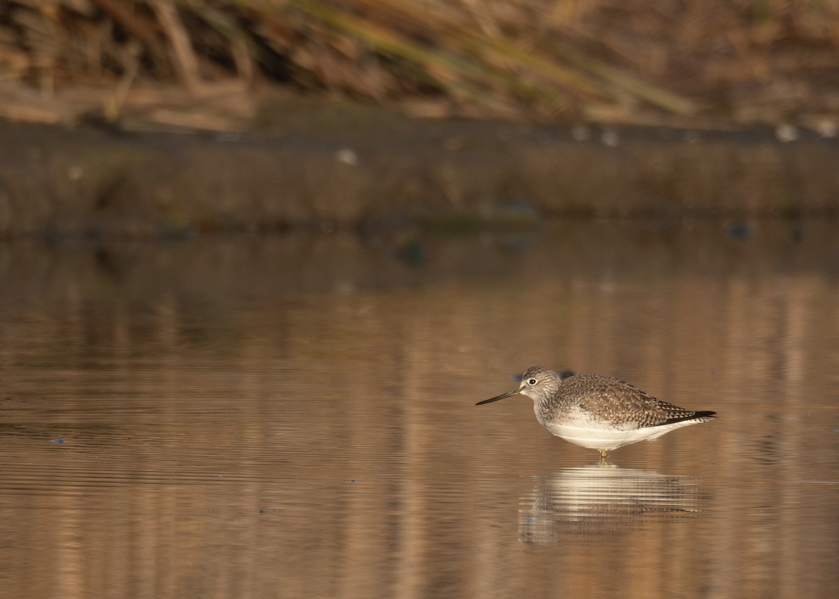 Kuliska hankahori handia - ML646479309