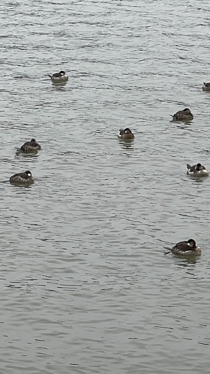Ruddy Duck - ML646479324