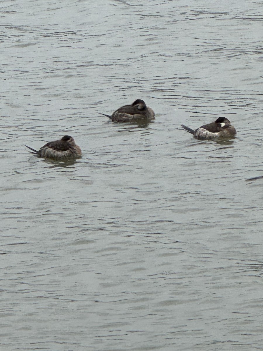 Ruddy Duck - ML646479325