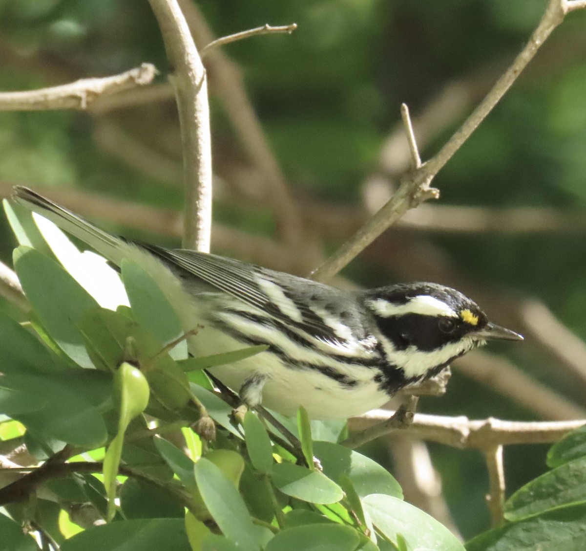 Black-throated Gray Warbler - ML646479327