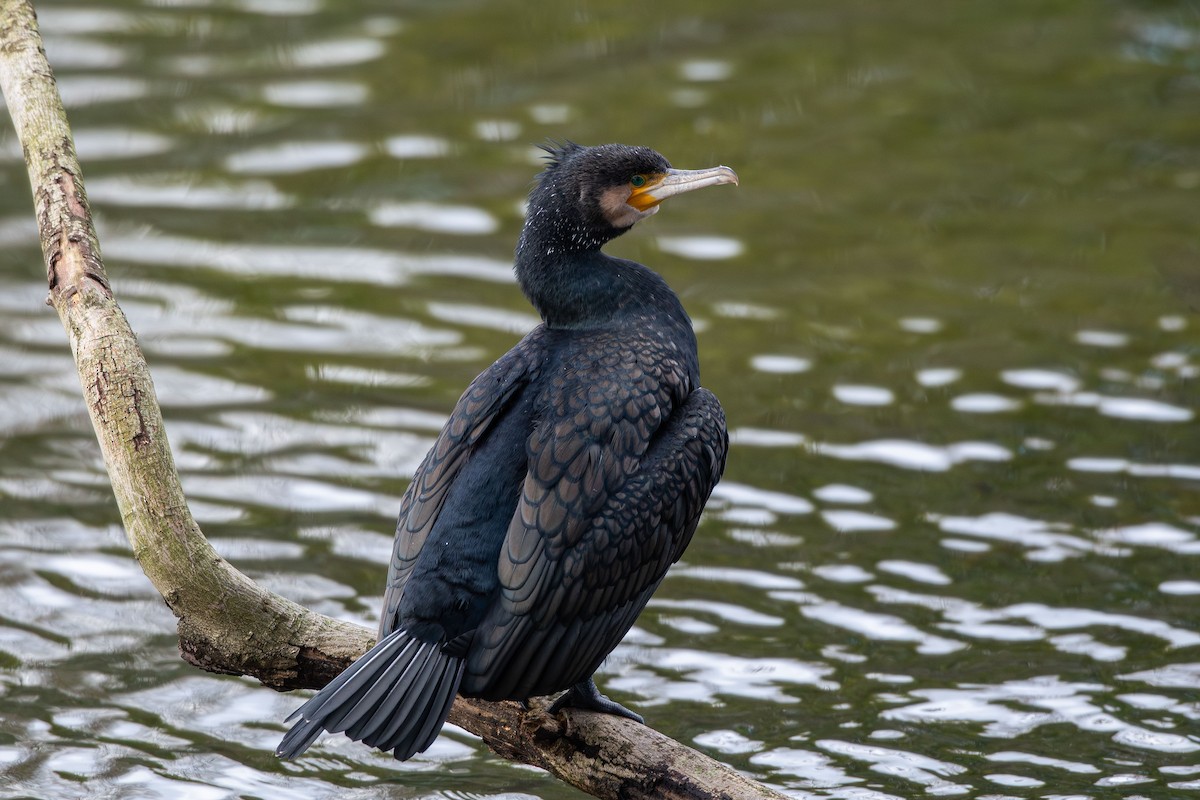 kormorán velký - ML646479330