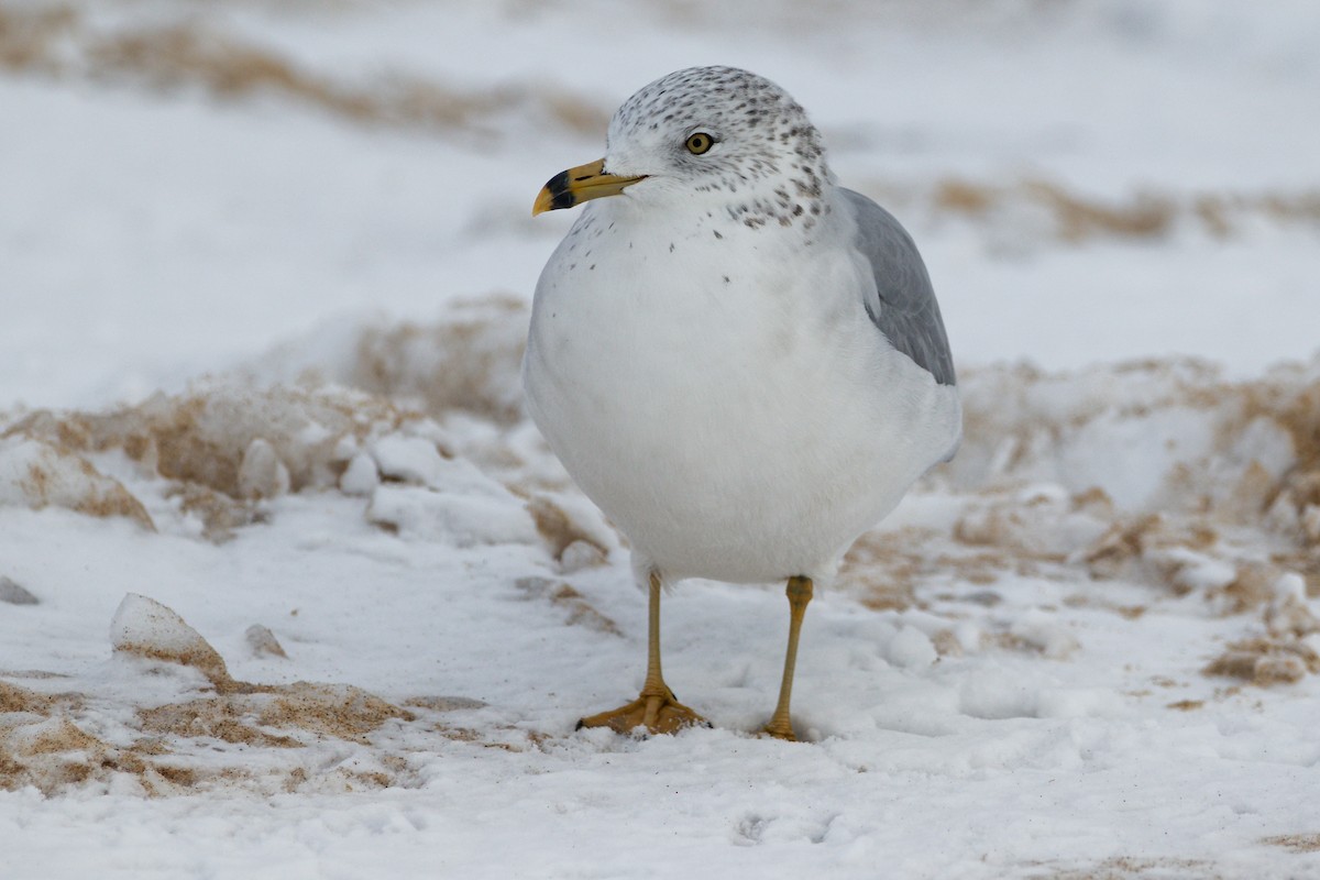 Ring-billed Gull - ML646479332