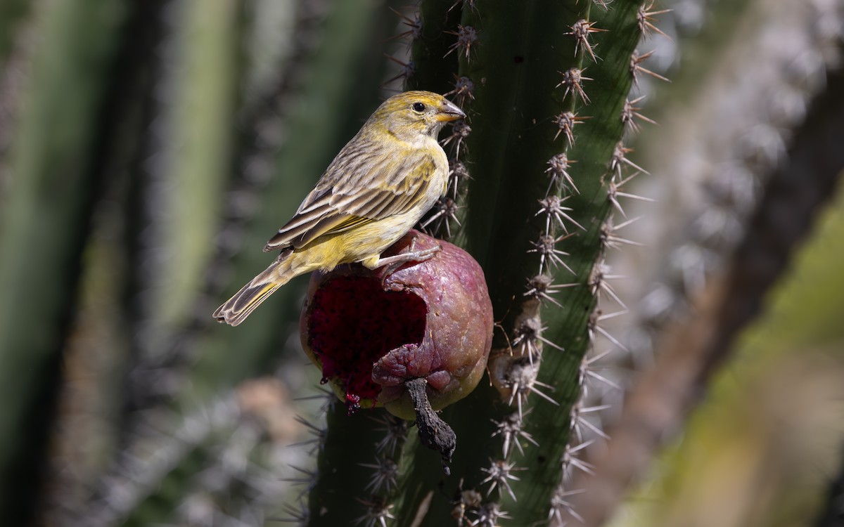 Chirigüe Azafranado - ML646479333