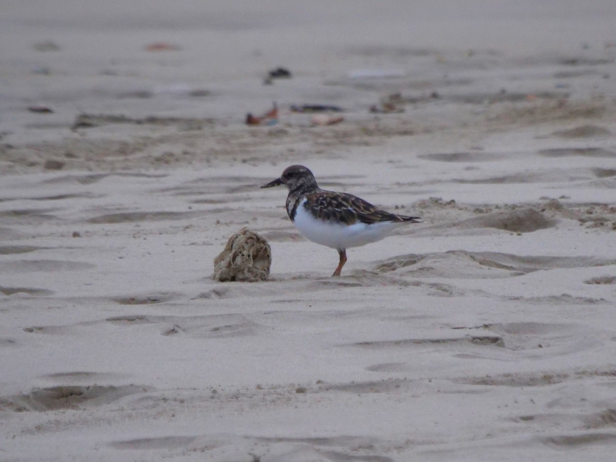 kamenáček pestrý - ML646479337