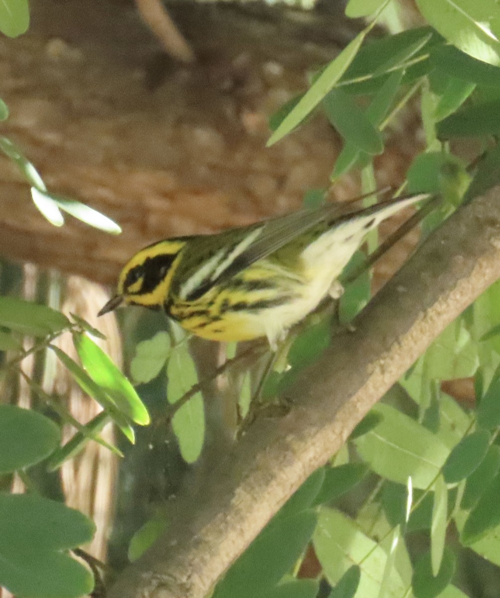 Townsend's Warbler - ML646479338