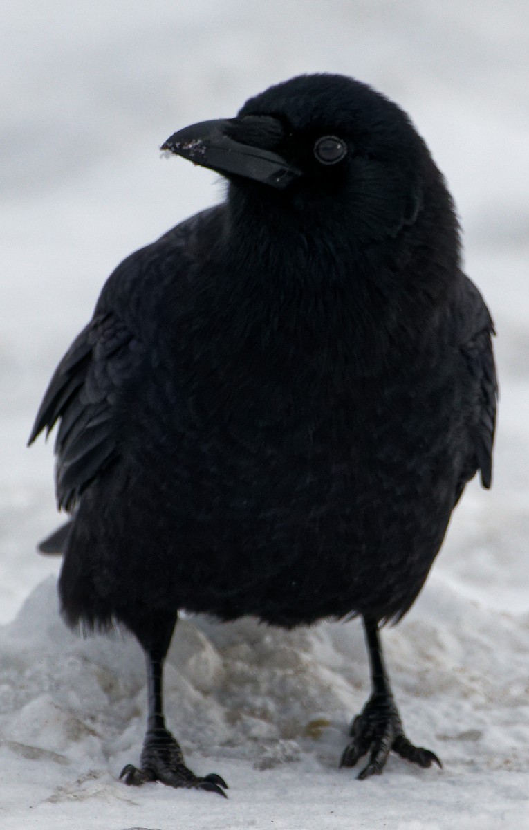 vrána americká - ML646479344