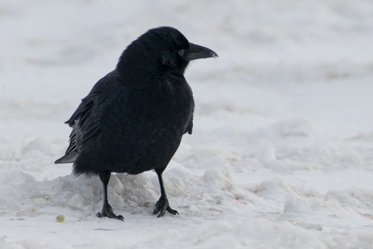 vrána americká - ML646479345