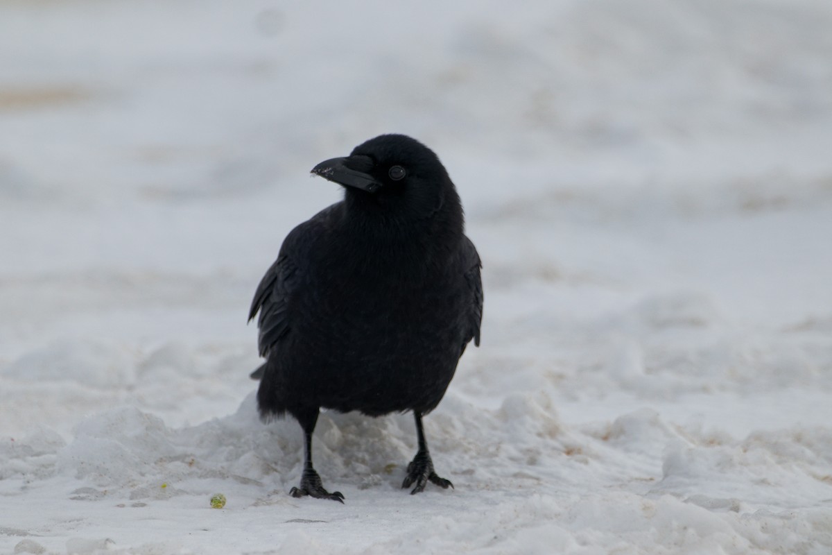 vrána americká - ML646479346