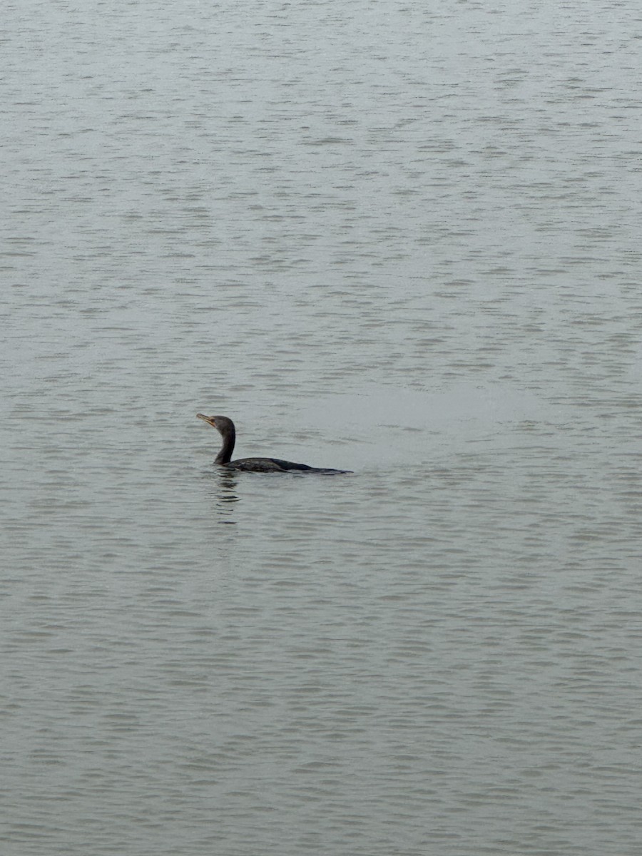 Double-crested Cormorant - ML646479354