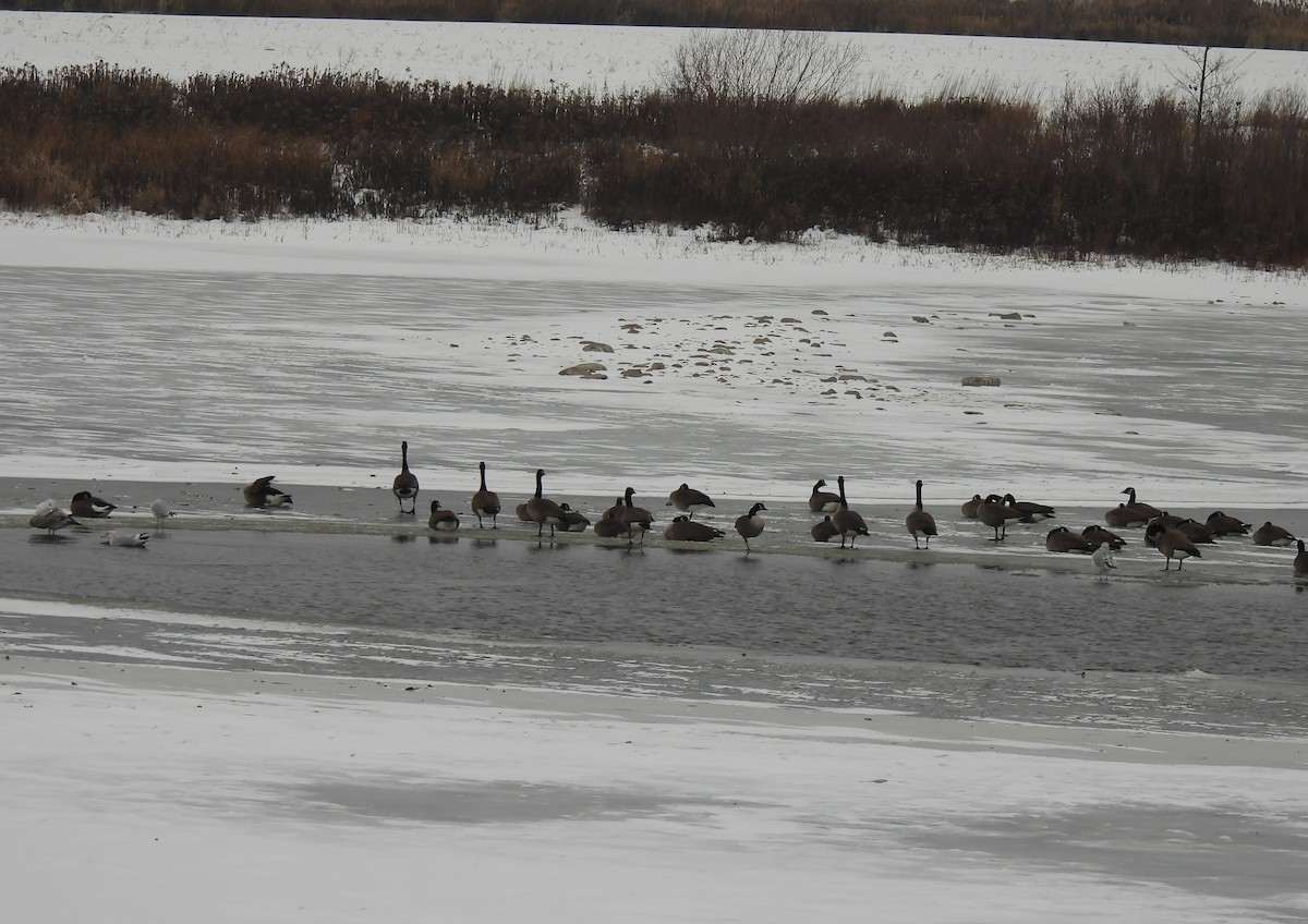 Canada Goose - ML646479364