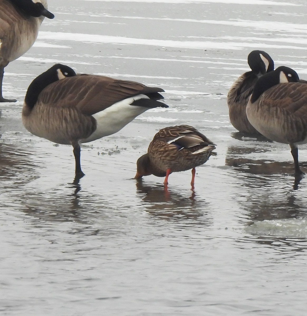 Mallard - ML646479368