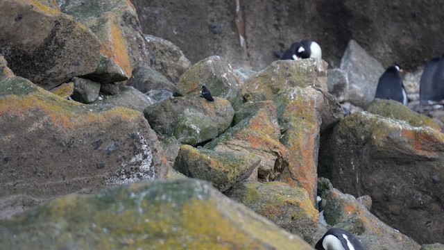 Wilson's Storm-Petrel - ML646479372