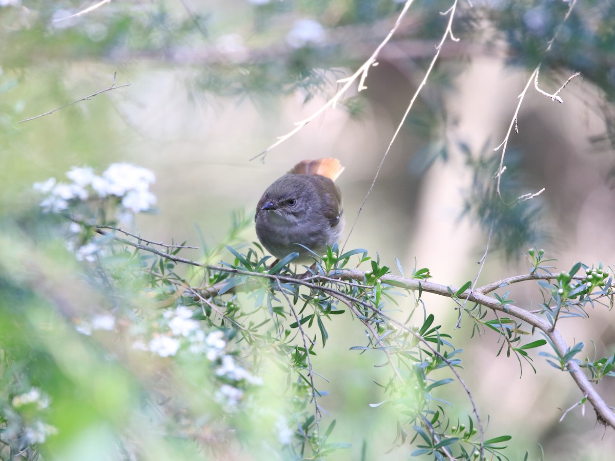White-browed Scrubwren - ML646479373