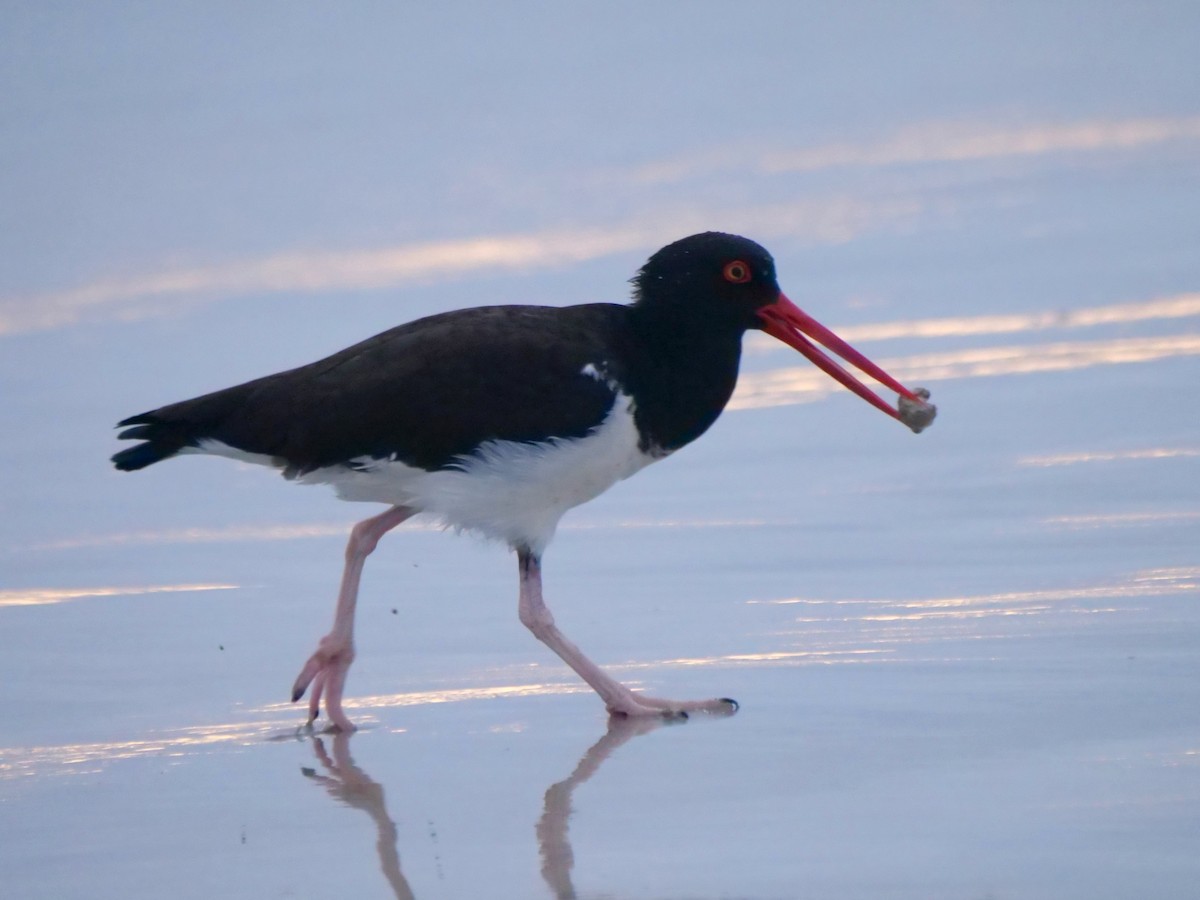 ústřičník americký - ML646479375