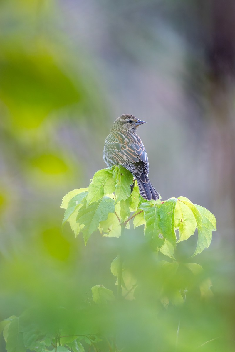 Red-winged Blackbird - ML646479376