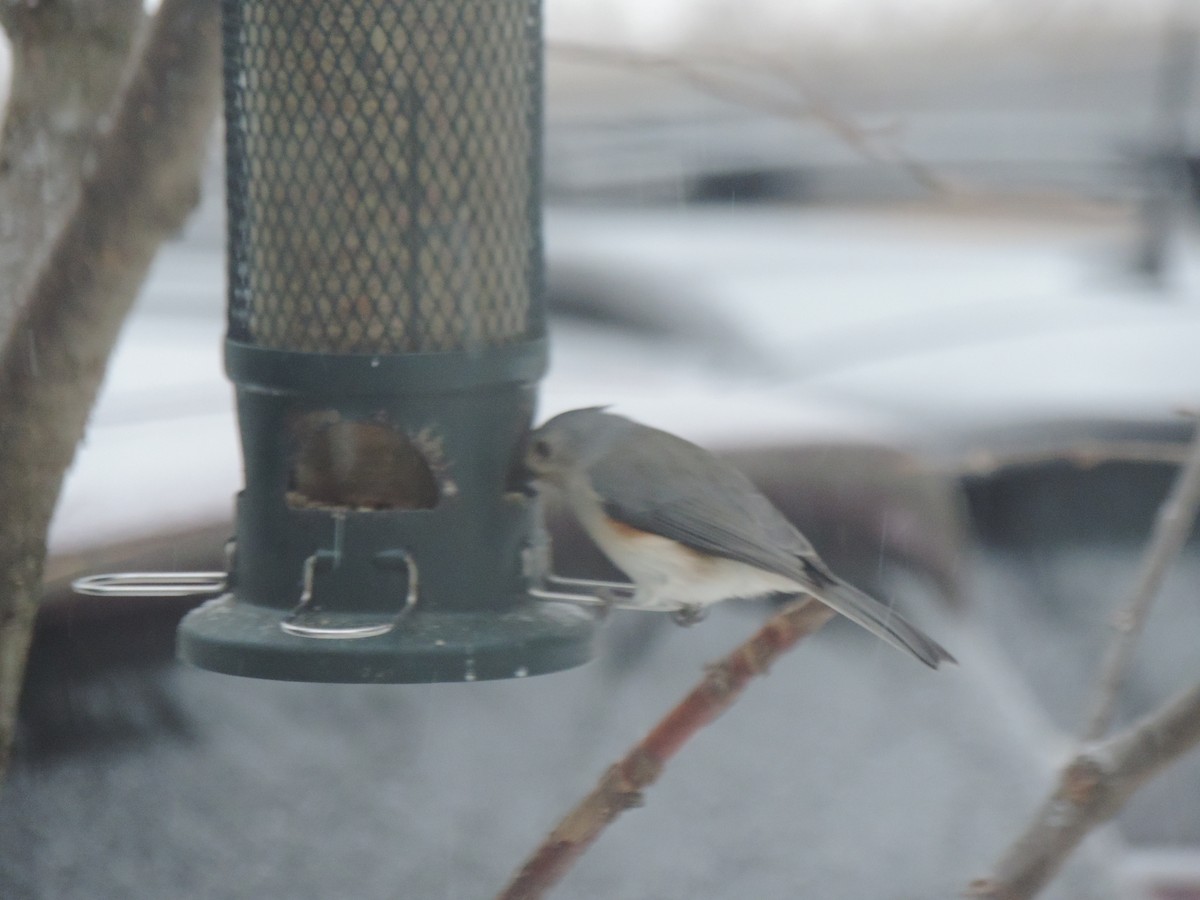 Tufted Titmouse - ML646479381