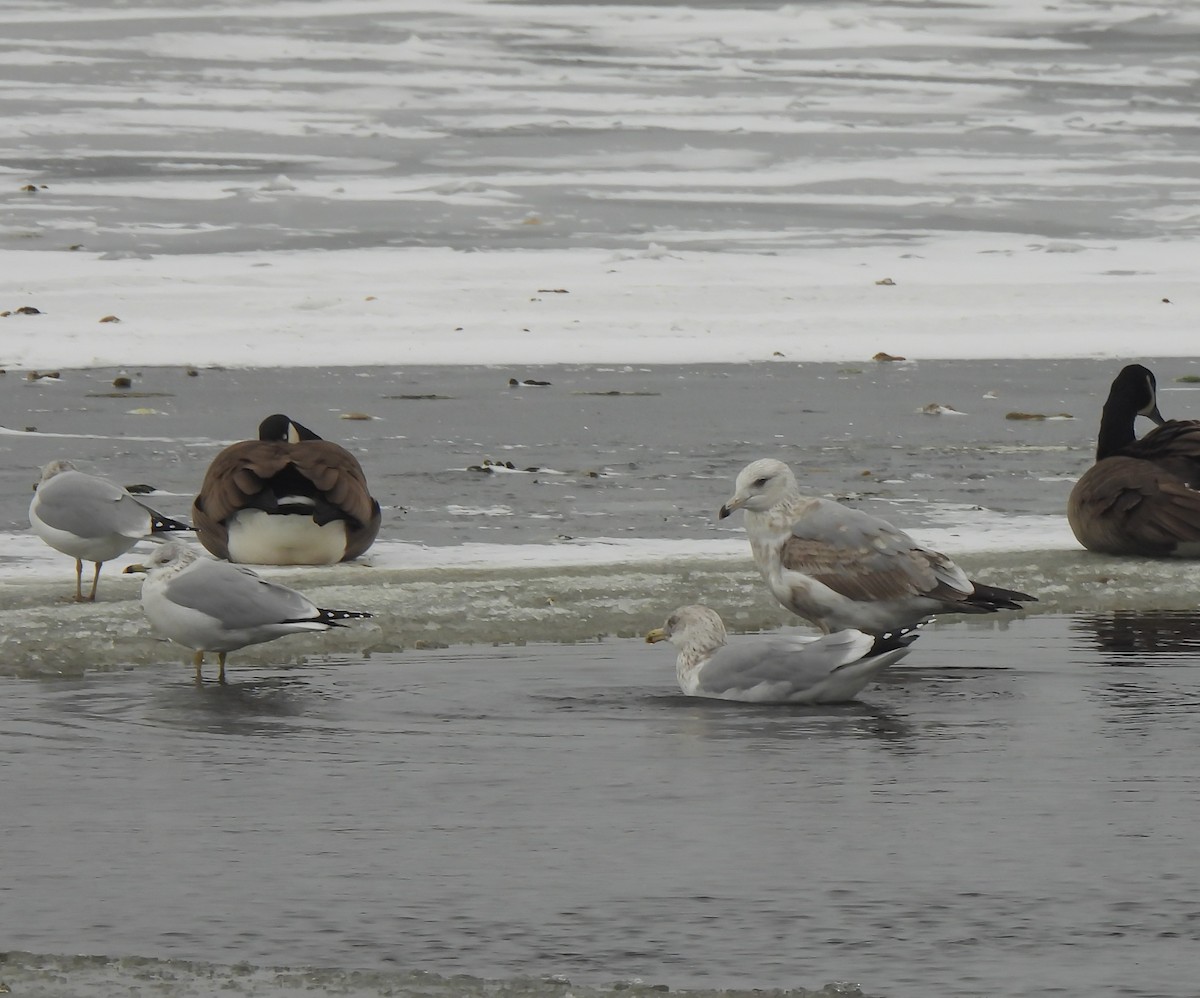 American Herring Gull - ML646479382