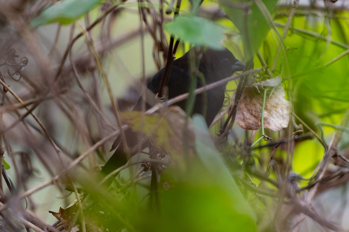 Braunkopf-Kuhstärling - ML646479387