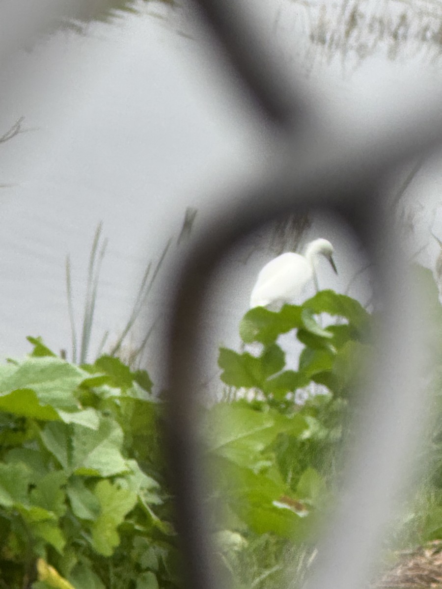 Snowy Egret - ML646479389