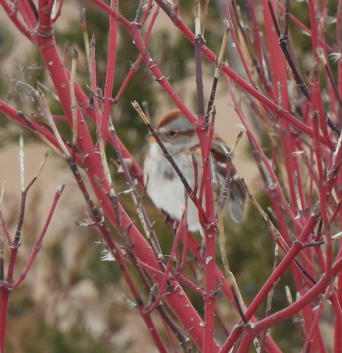 American Tree Sparrow - ML646479390