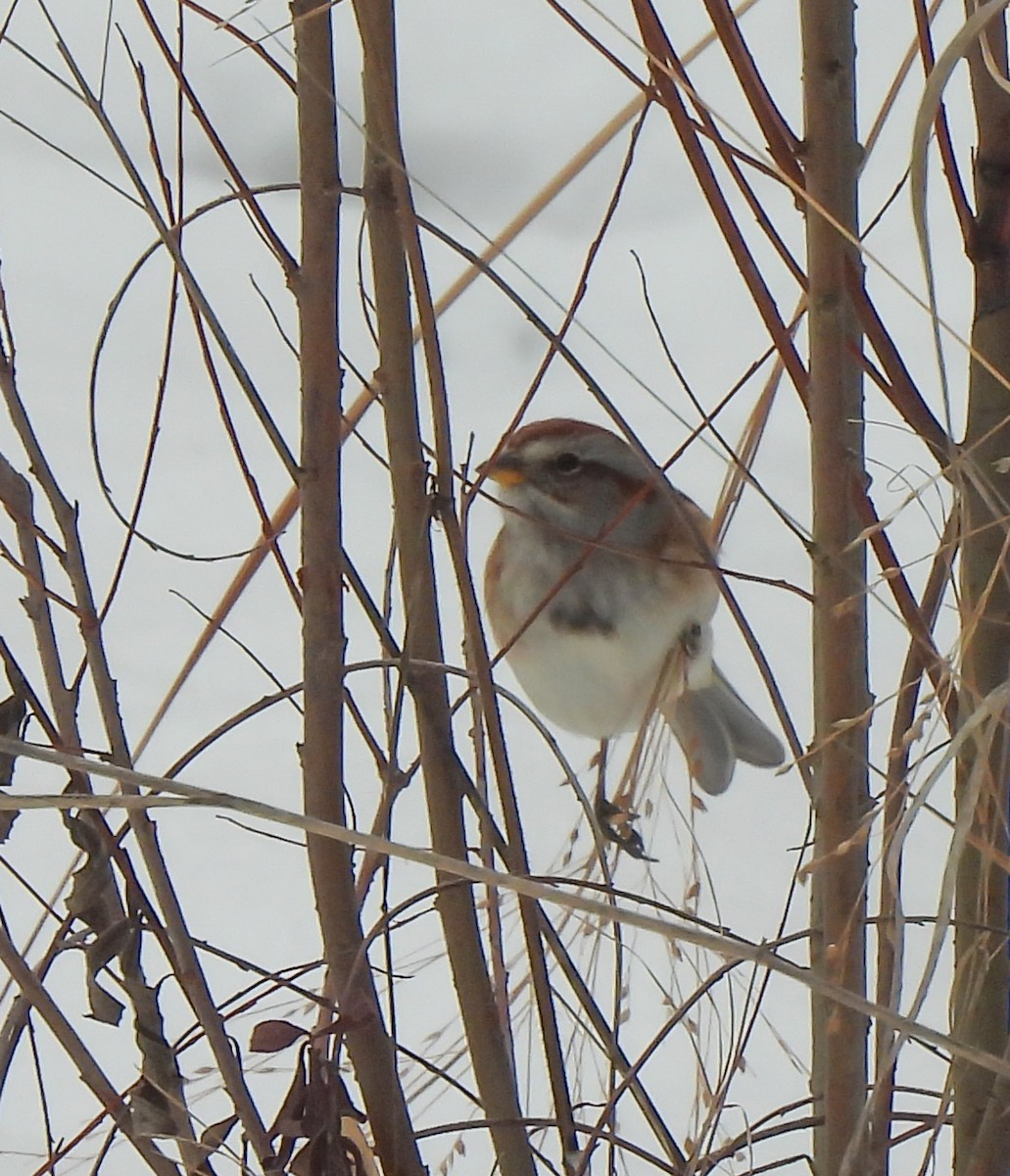 American Tree Sparrow - ML646479391